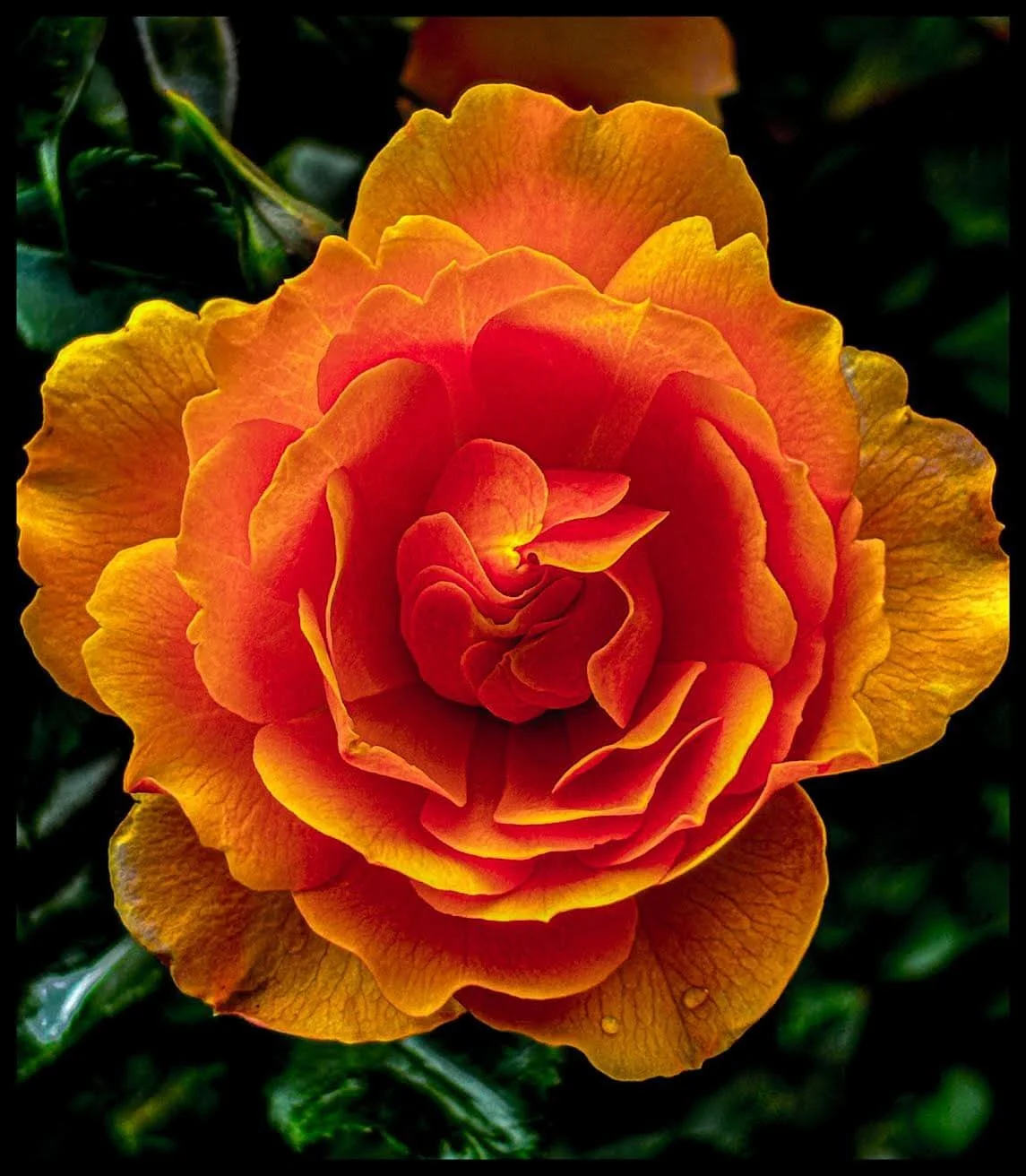 Fine Art orange yellow green flower