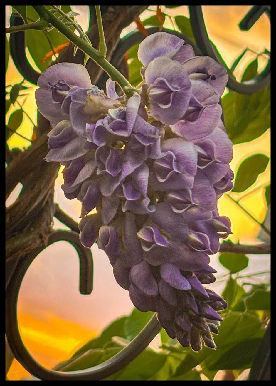 Fine Art Purple Flower