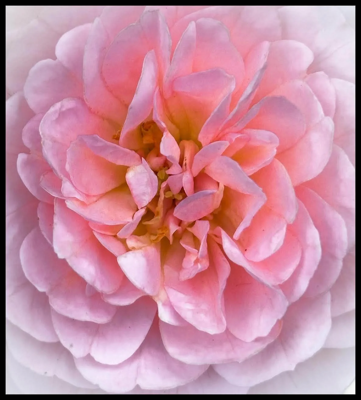 Fine Art pink white flower