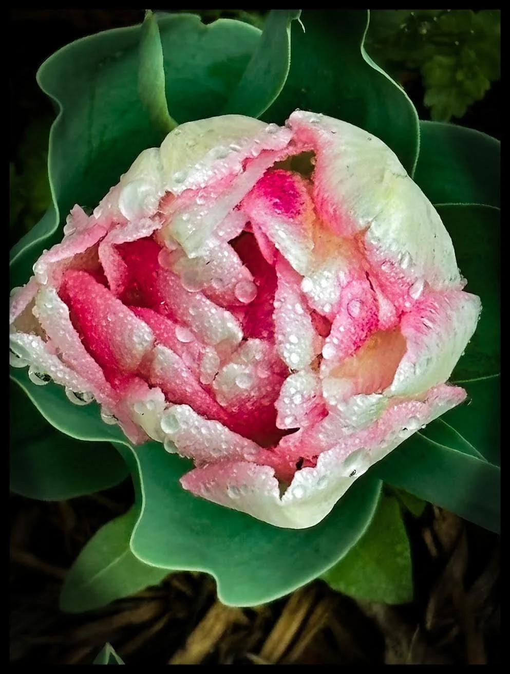 Fine art pink, green and white flower
