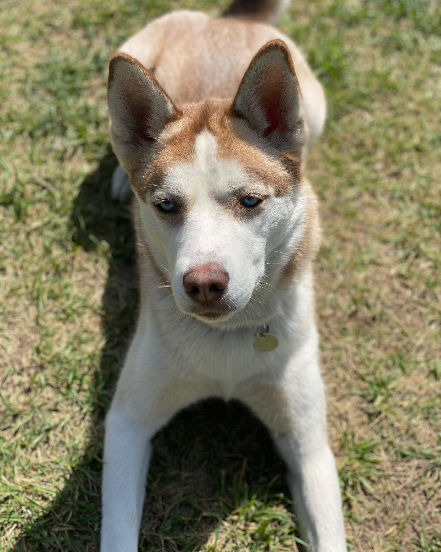 Meet little miss Daisy here for doggy daycare. She is such a pretty girl with tons of energy! #dogsofinstagram #husky #siberianhusky #whittier #zoomies #doggydaycare
