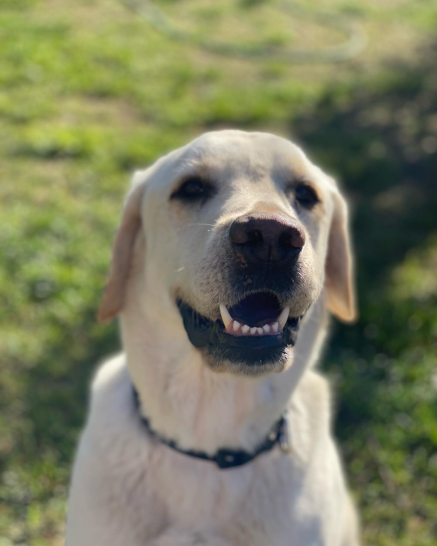 Meet our newest guest Chase! He is a big lover! #zoomies #dogsofinstagram #labrador #labradorretriever #dogs #whittierdogpark #whittier