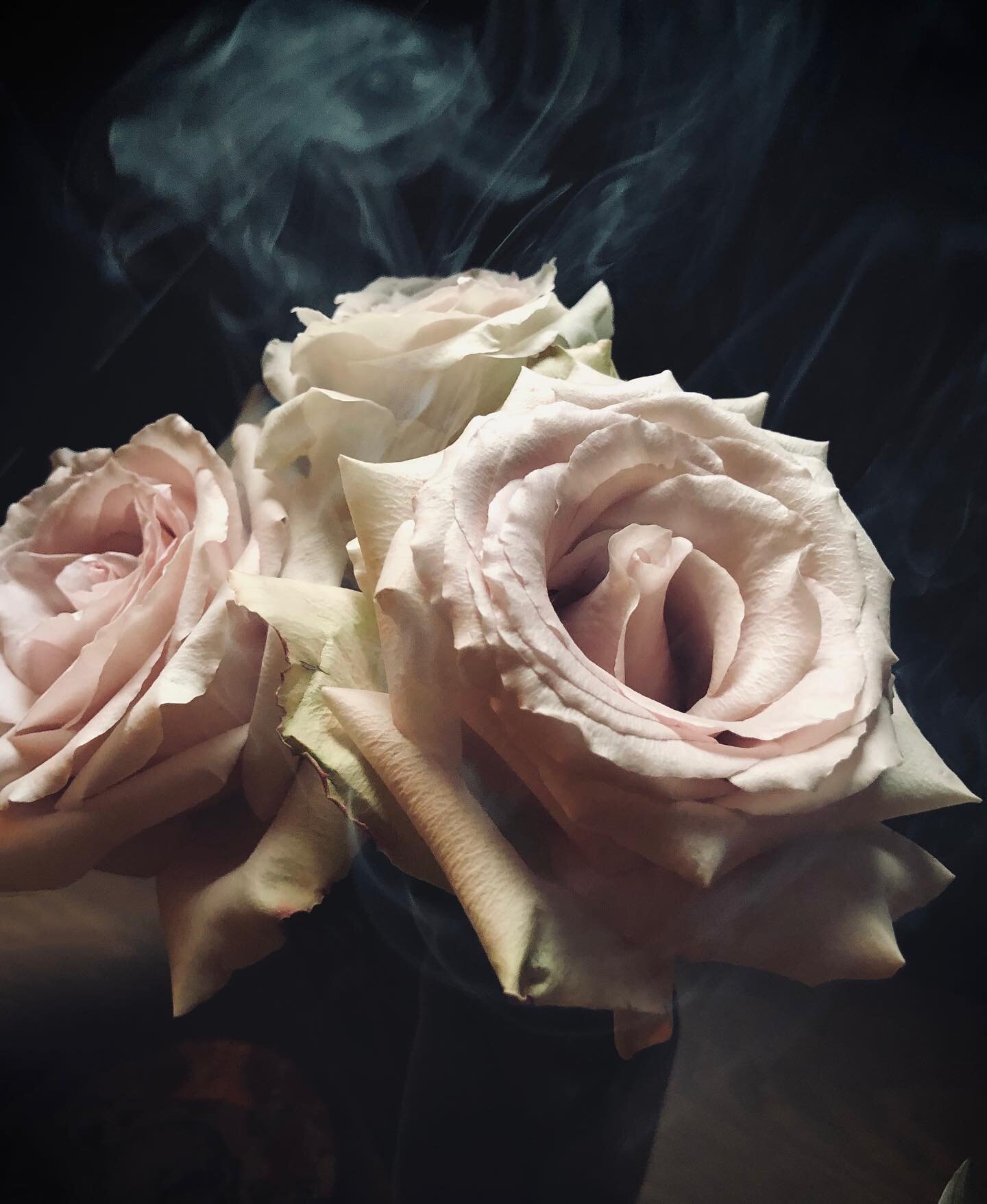 Wisp of smoke, tail of rat
Ash of wood, wing of gnat
Count the petals, watch them fall
Who&rsquo;s the fairest of them all
.
.
.
#spiritsofthenetherrealm #angelsbloodwhisky #reddandwildes #ibwhisky #caolila #spiritswelcome #dramglam #knowyourspirits 