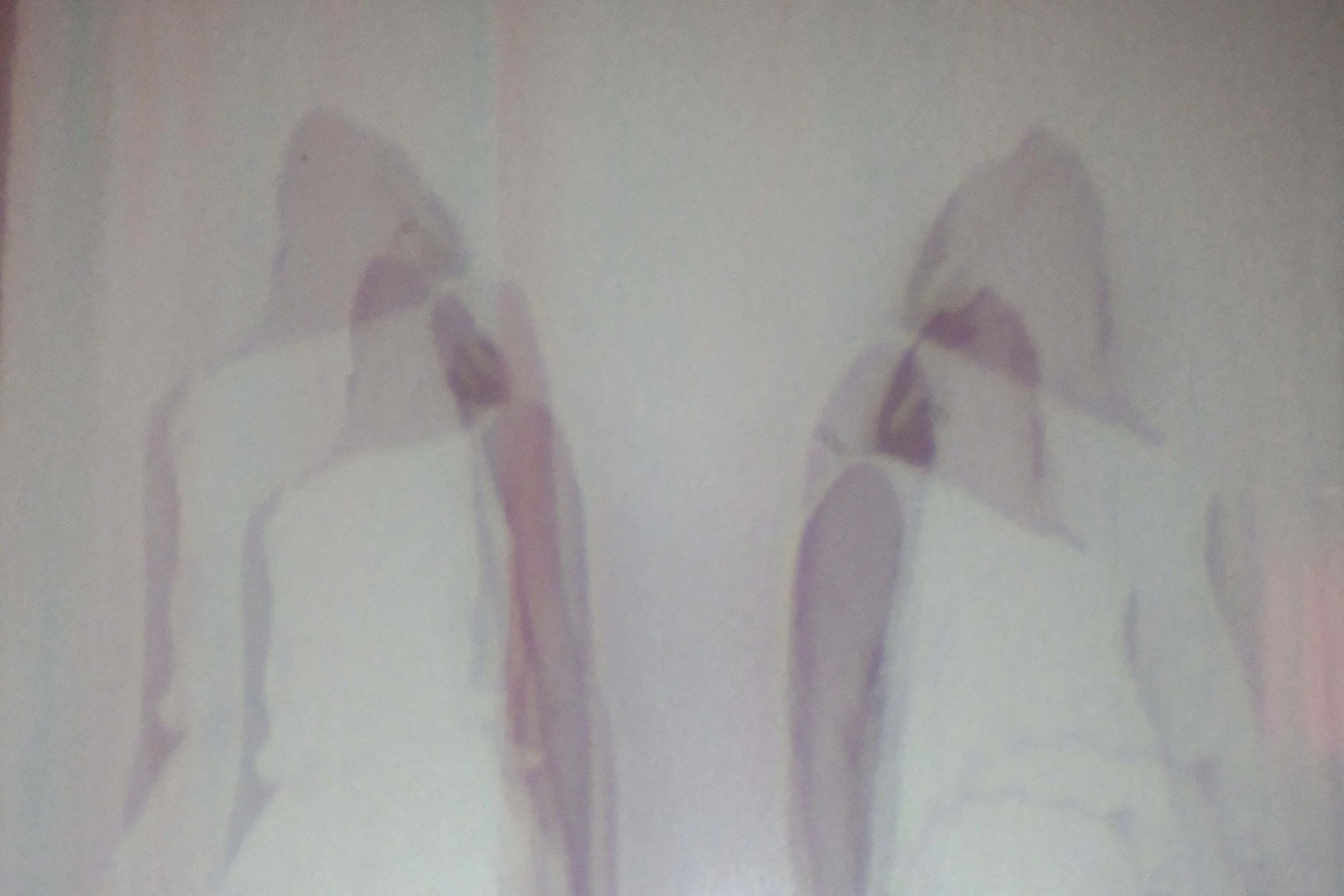 DSCF5921.jpg
