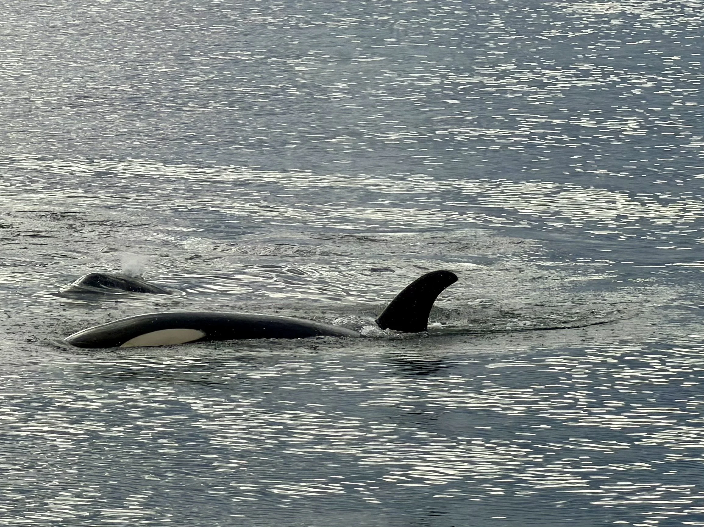  First orca sighting on the Whale Watching excursion in  icy Strait Point 