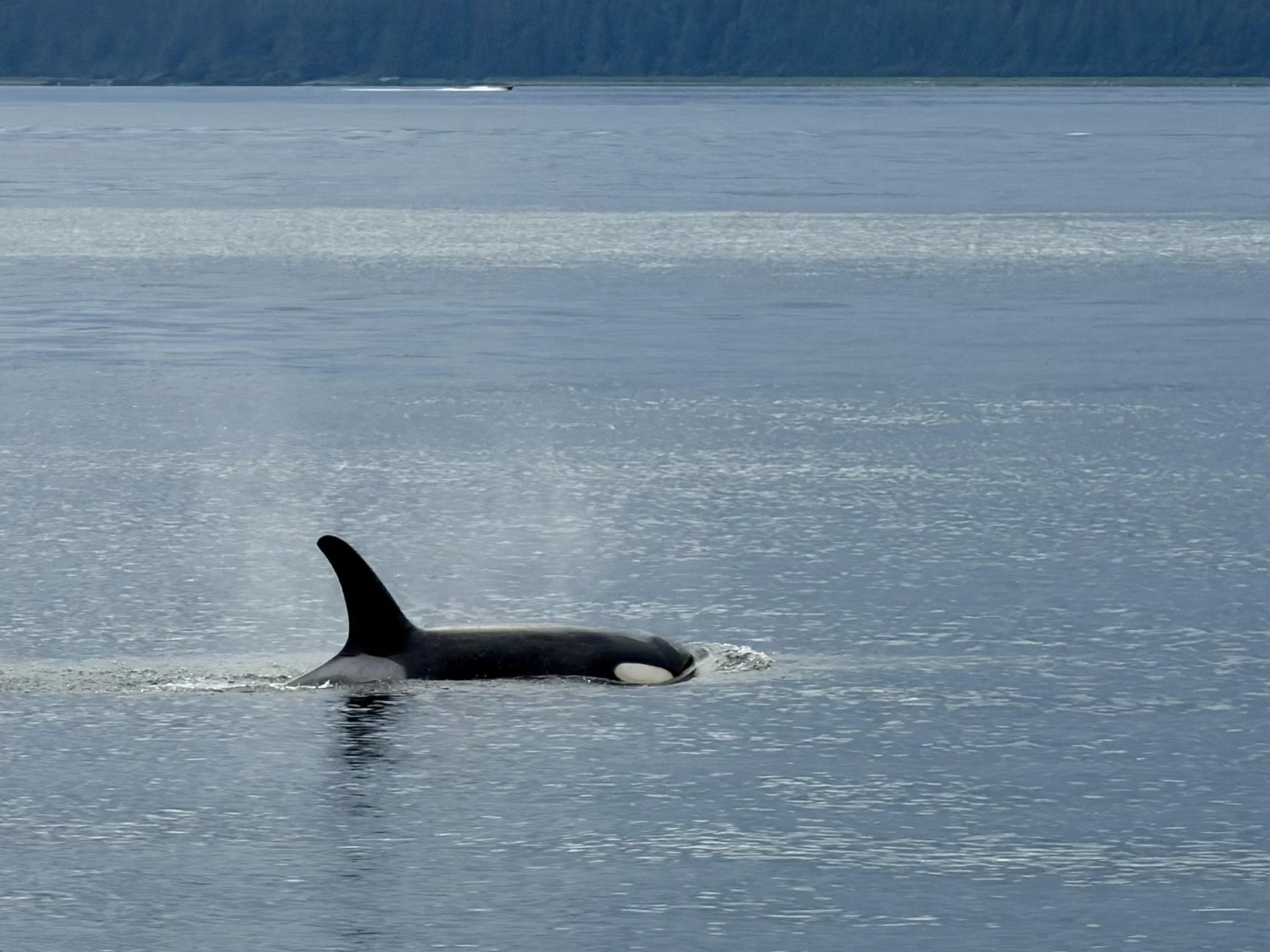  More orcas at Ice Strait Point in Alaska  