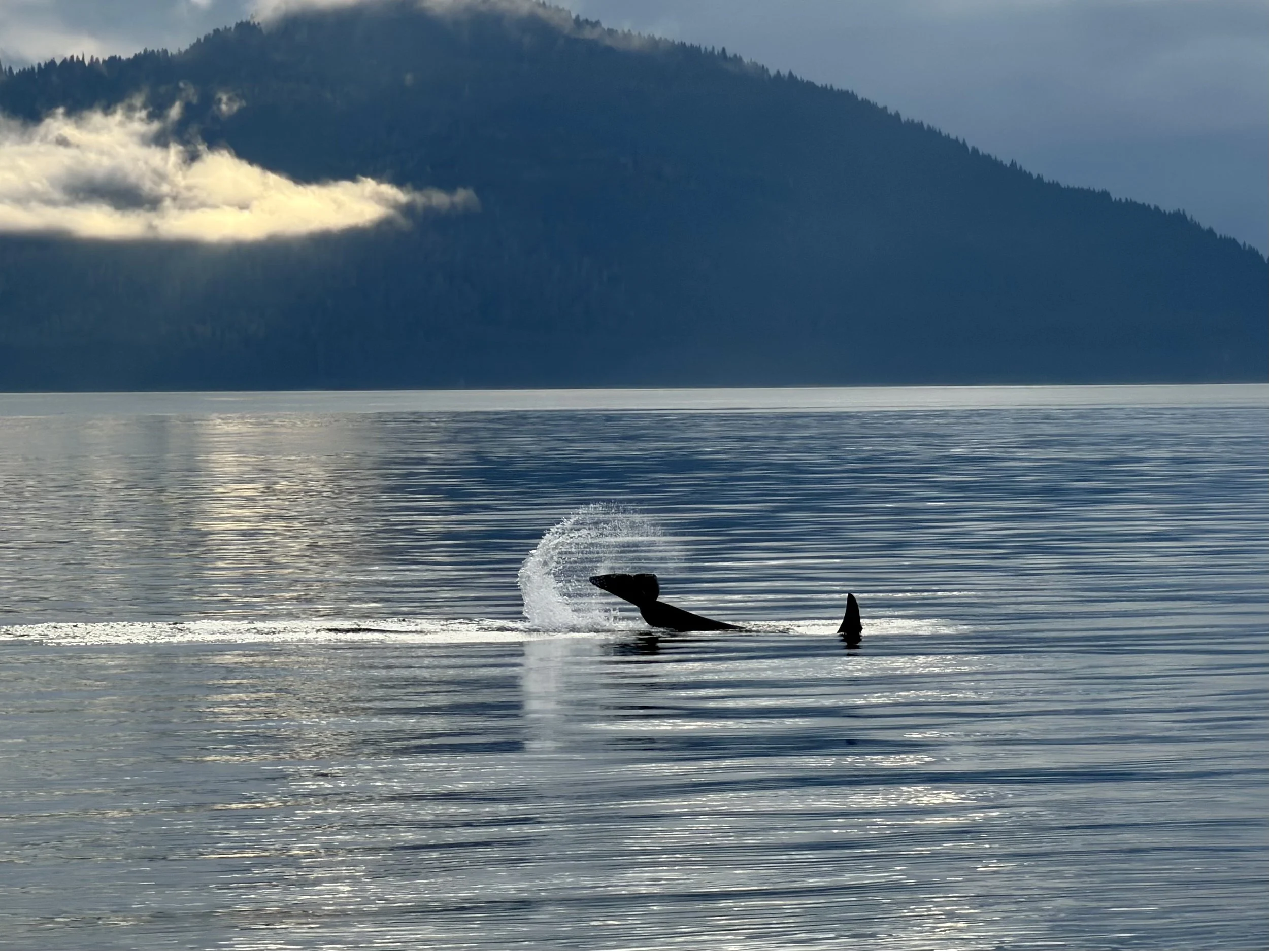  An orca waves goodbye with his tail at Icy Strait Point in Alaska 