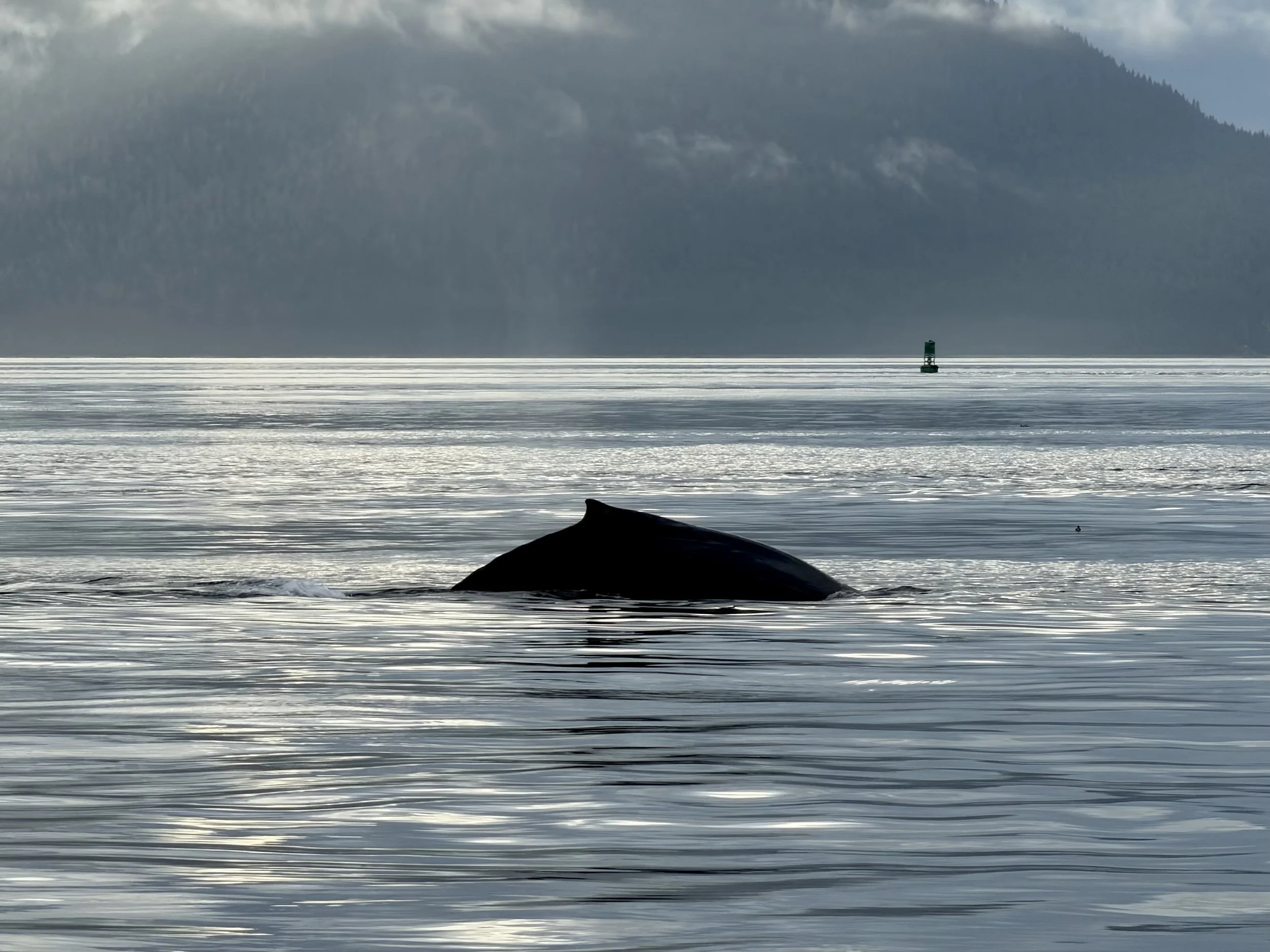  Humpback whales show themselves in Icy Strait Point, Alaska 