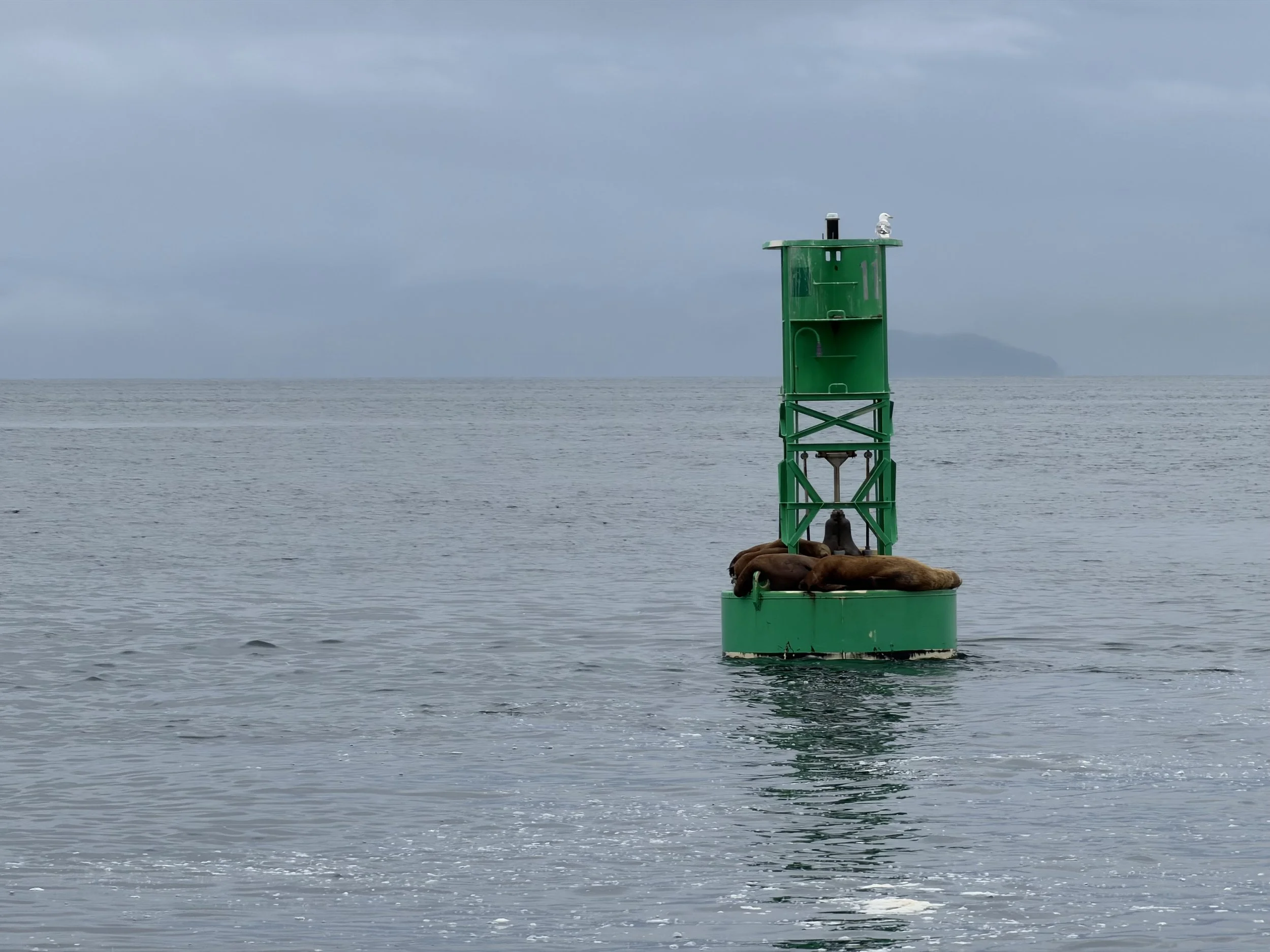  Seals lounging on an ocean buoy at Icy Strait Point, Alaska 