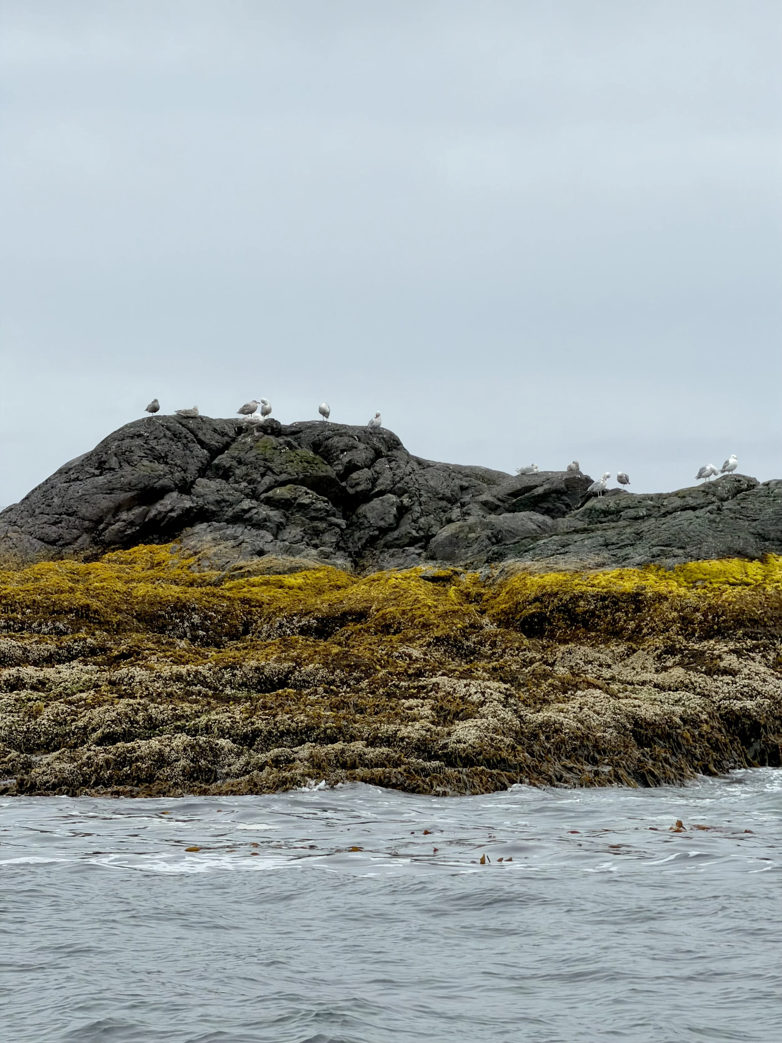  Seagulls taking a break atop a small island in Sitka, Alaska 