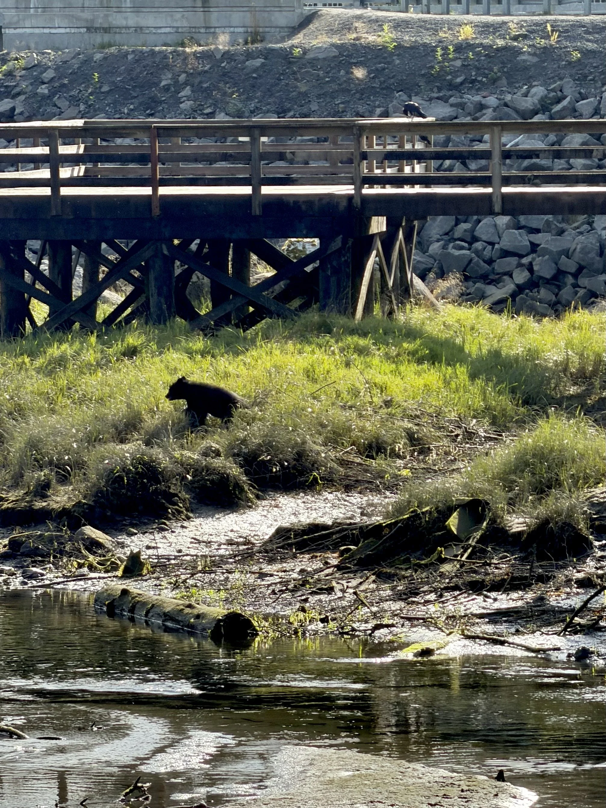  Our first black bear sighting in Ketchikan, Alaska 