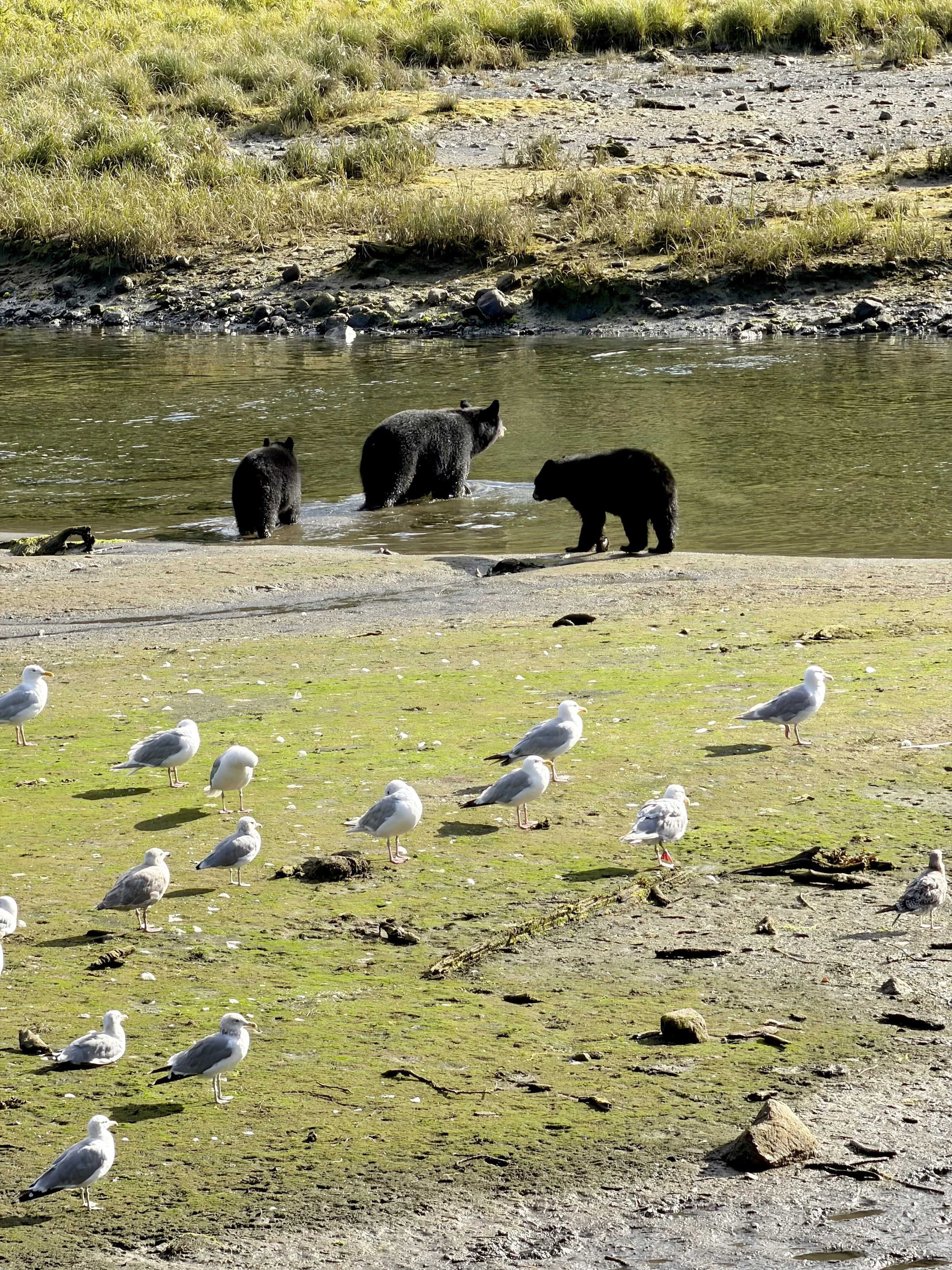  Momma black bear and her two cubs in Ketchikan, Alaska 