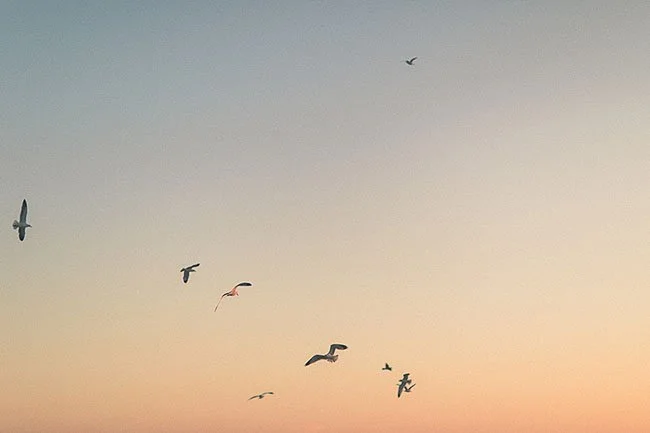 Photographie n°16 | "Fly"