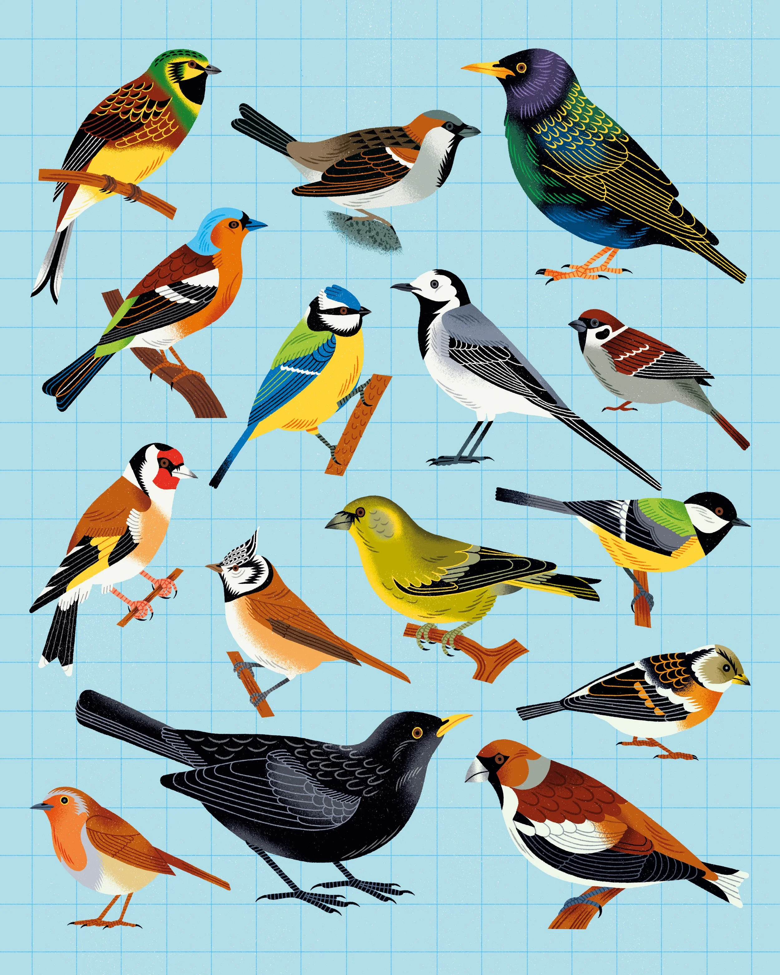 Birds — Salamandre Junior