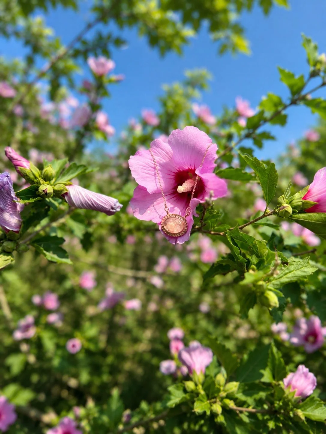 26FFB40C-F10B-4046-AA65-9ACB71E1A64C.jpeg