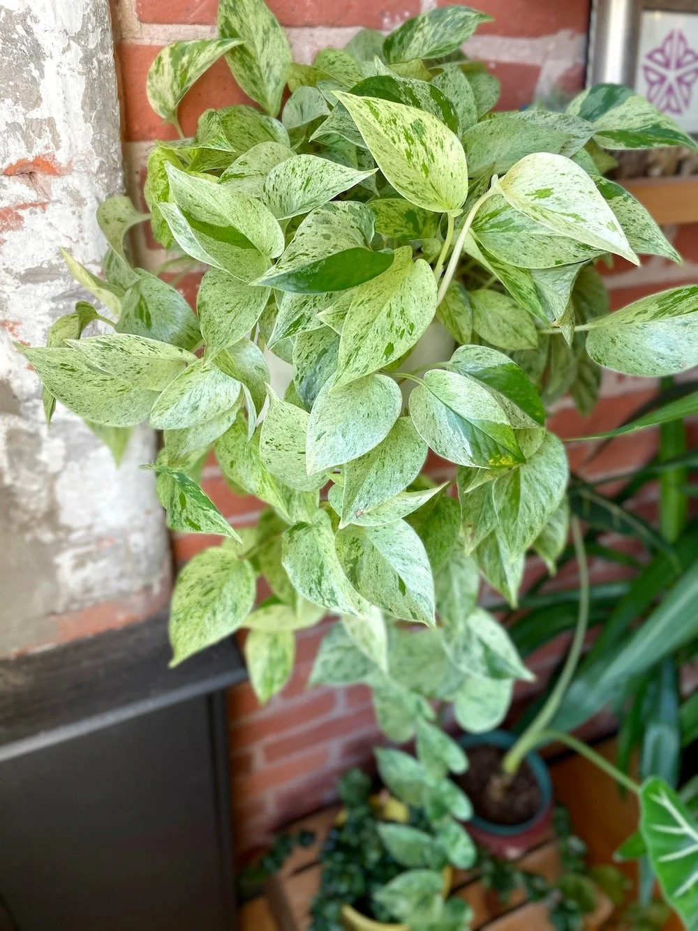 Marble Queen Pothos