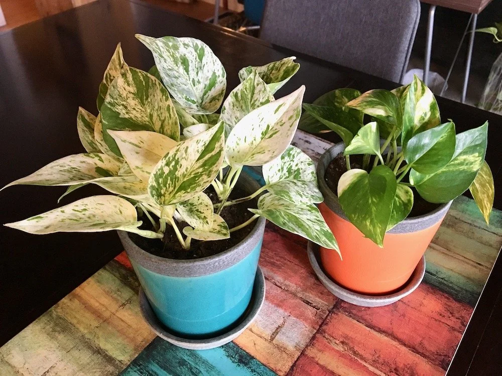 Marble Queen and Golden Pothos