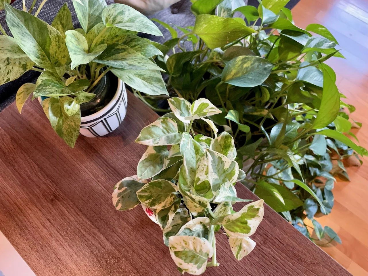 Marble Queen, Golden, and Pearls & Jade Pothos