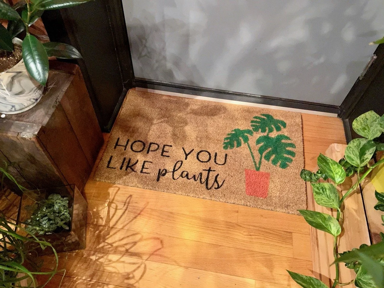 Top 3 Easy to Care for Houseplants 🪴