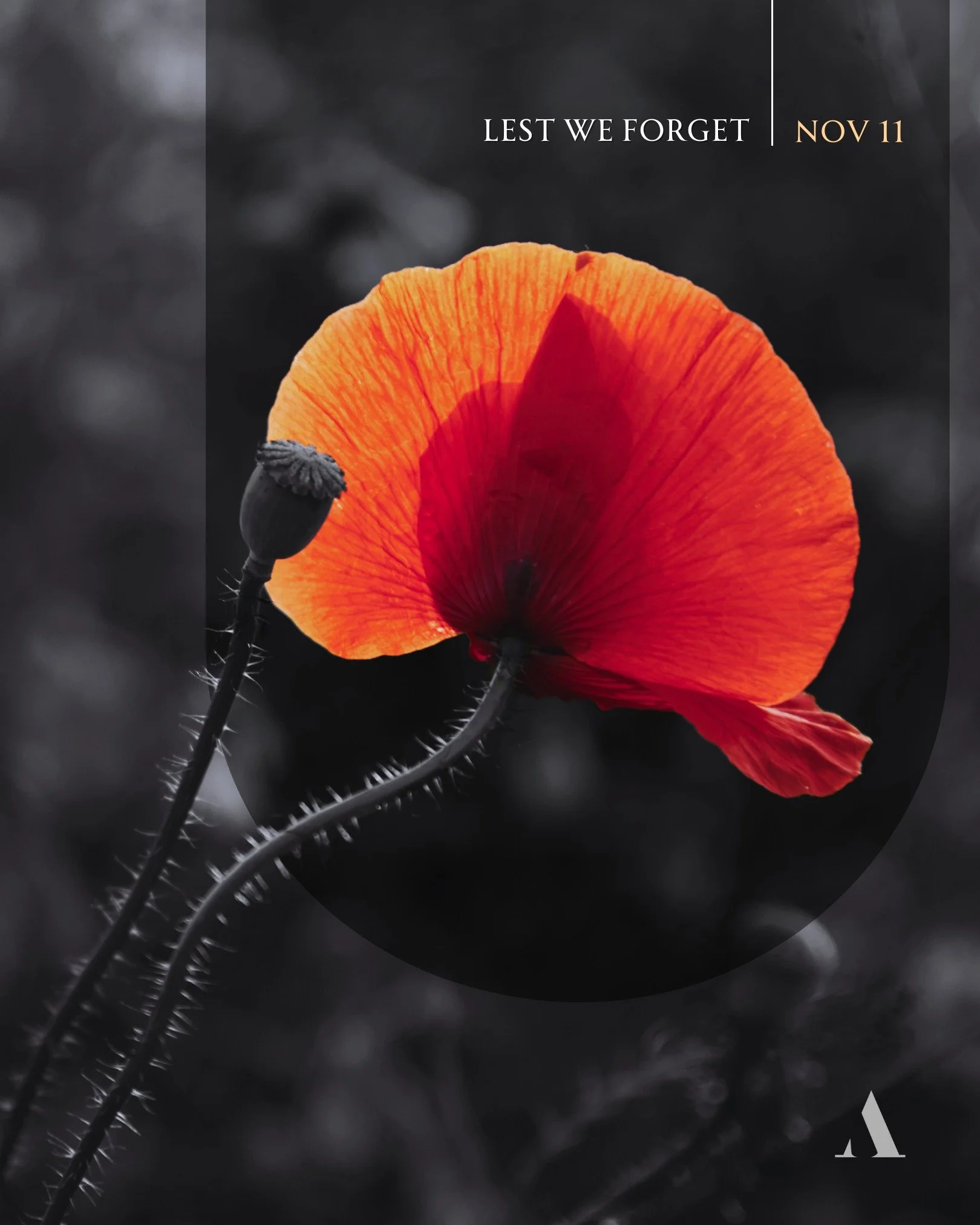 Today, the curtain pauses. The stage is silent.

We reflect on their bravery echoed through generations. 
Canadian heroes who served with courage and heart. Freedom was their gift.

We remember. We honour. We thank you. 🇨🇦🌺

#LestWeForget #Remembr