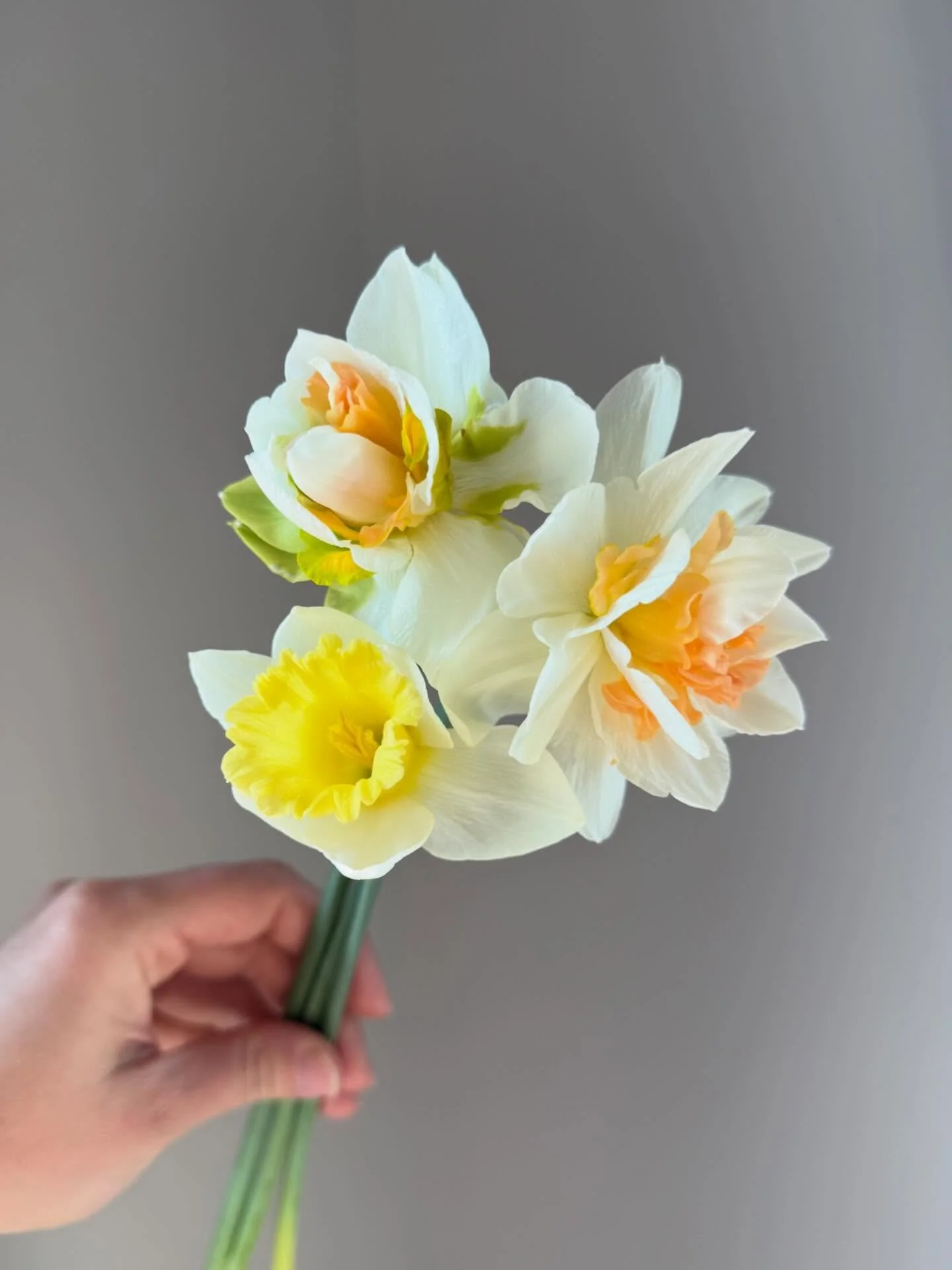 The first of the Daffodils. 

Happy first day of Spring tomorrow! 💛

#springflower #daffodils