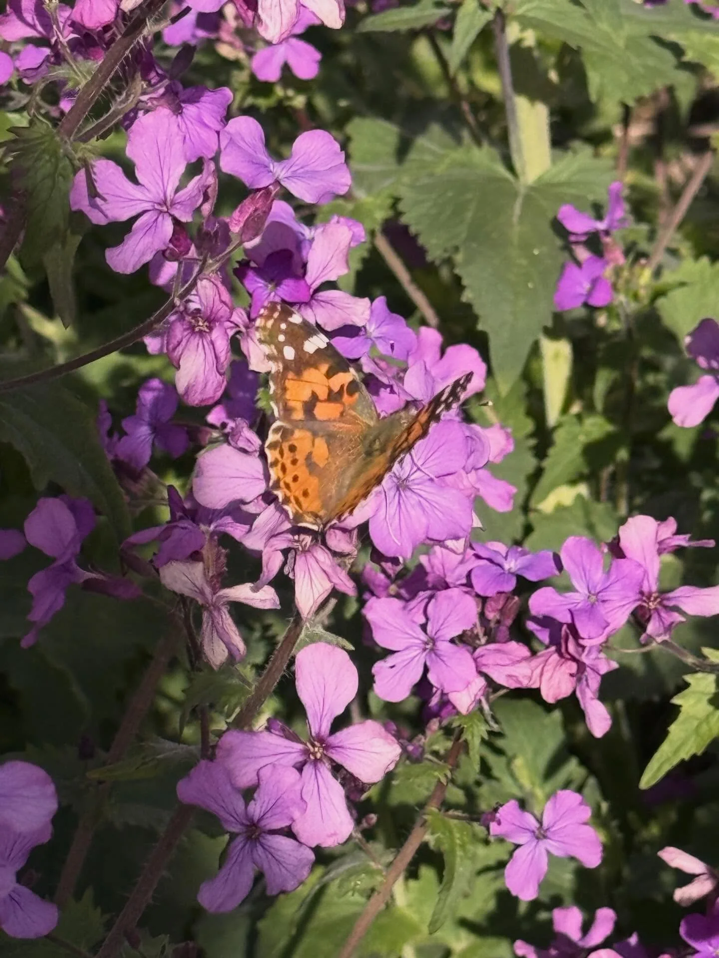 Scenes from last week: Painted Lady butterflies in the Lunaria, junipers filling in, last bouquet with narcissus, ice plant with hens and chicks in the rocks, propagating more ice plants, moving &amp; divining Great Basin Wildrye grass to help with e