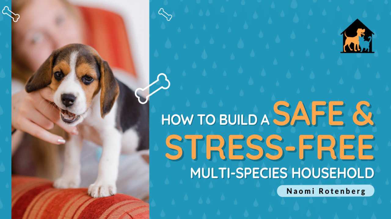 How to Build a Safe &amp; Stress-Free Multi-Species Household - with Emily Fitzpatrick