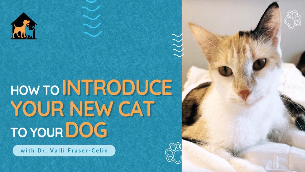 How to Introduce Your New Cat to Your Dog
