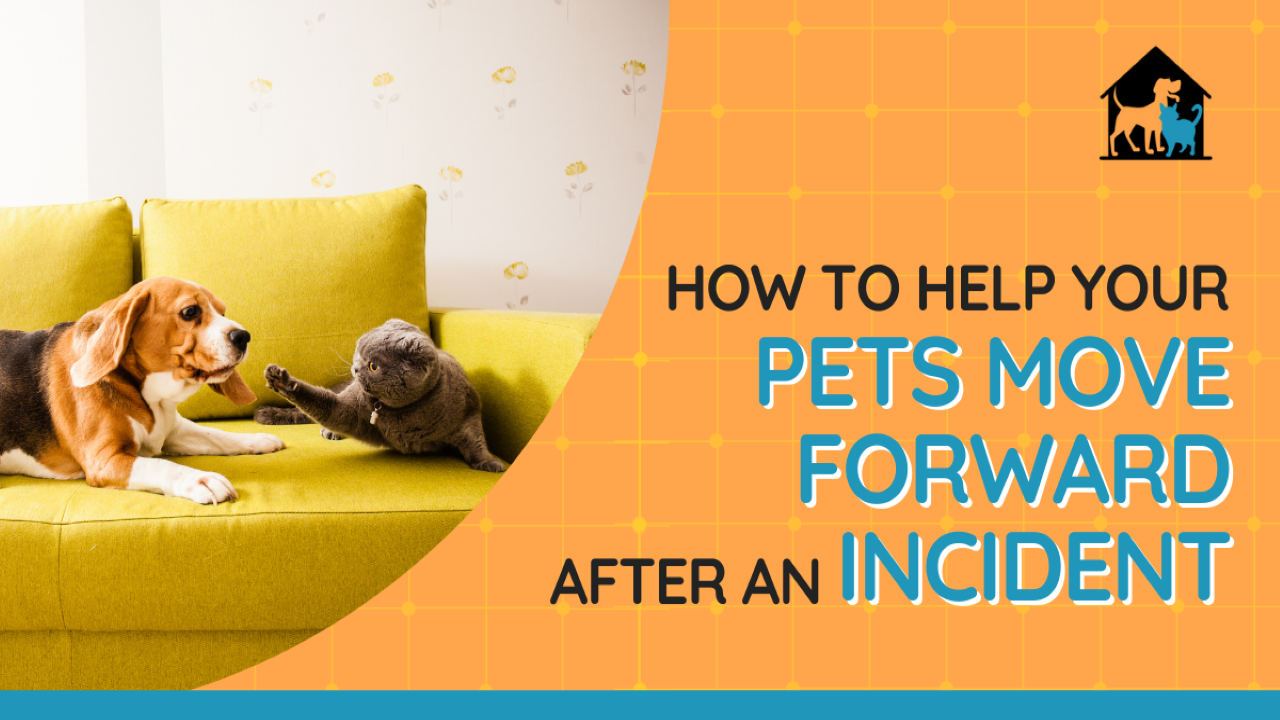 How to Help Your Pets Move Forward After an Incident