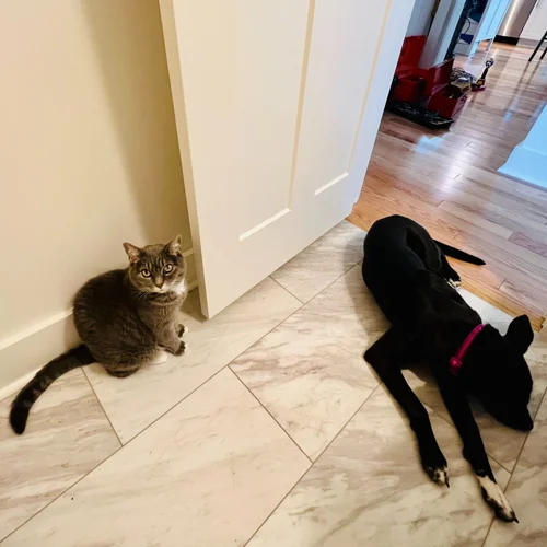 How to Train a Dog to Leave a Cat Alone: Effective Tips