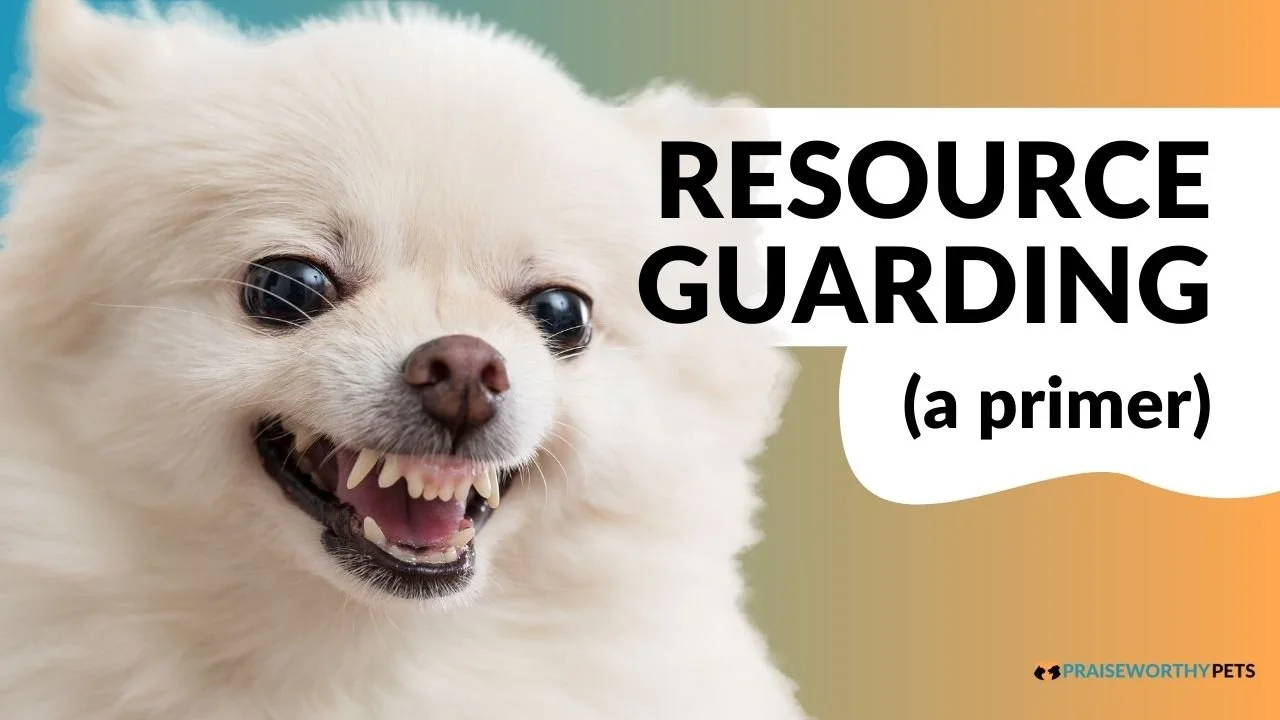 white fluffy dog baring teeth at text that reads RESOURCE GUARDING (a primer)
