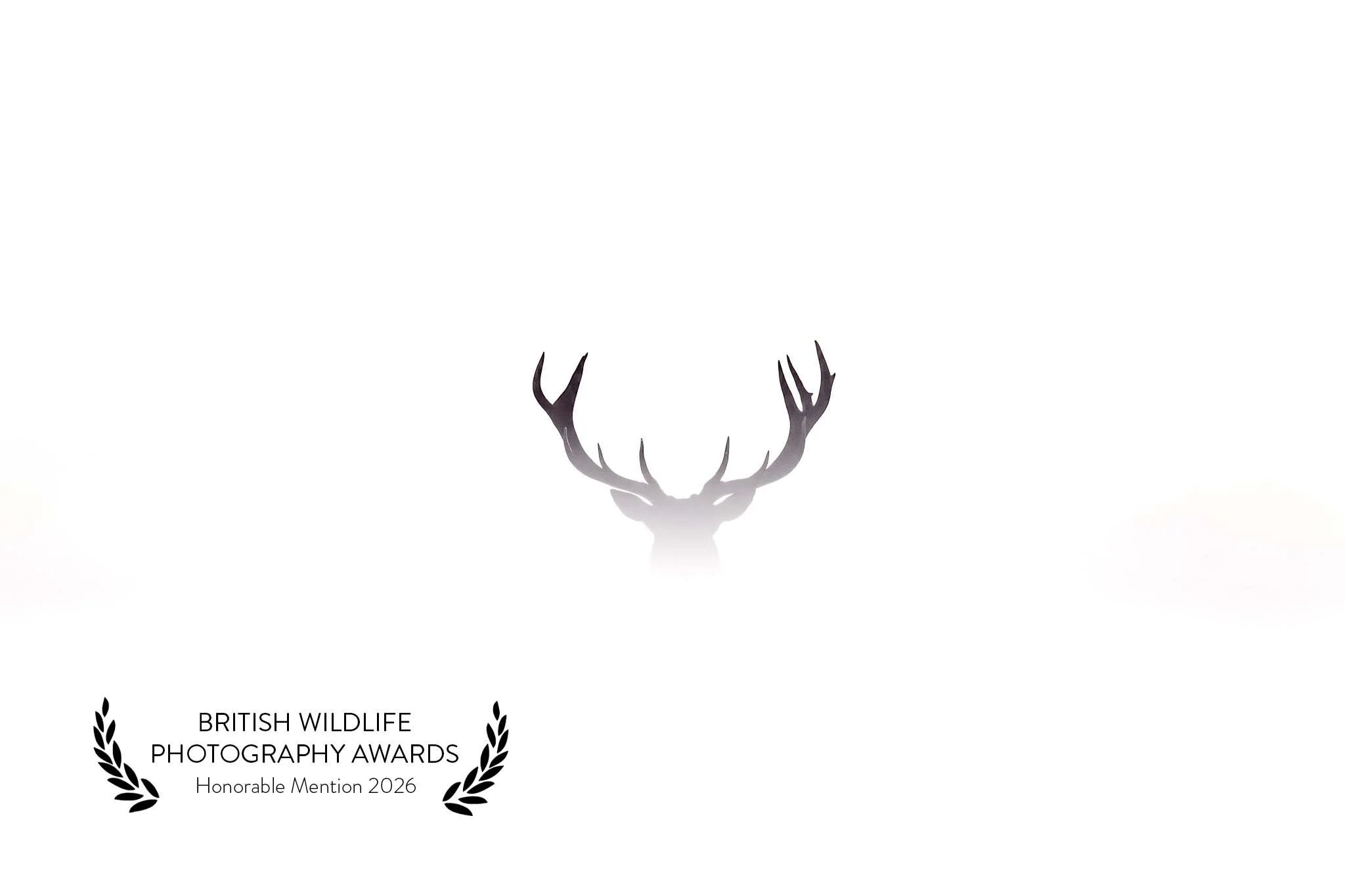 BWPA - Honorable Mention 2026 - Deer.jpg
