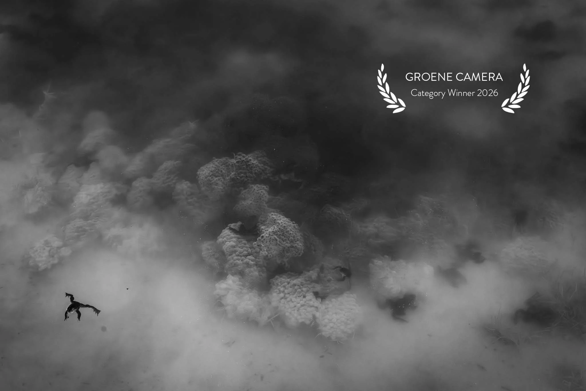groene-camera-2026-category-winner-Zoogdieren, reptielen en amfibieën.jpg