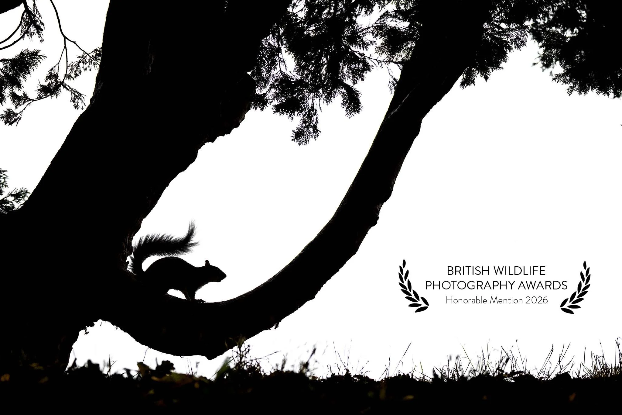 BWPA - Honorable Mention 2026 - Squirrel.jpg