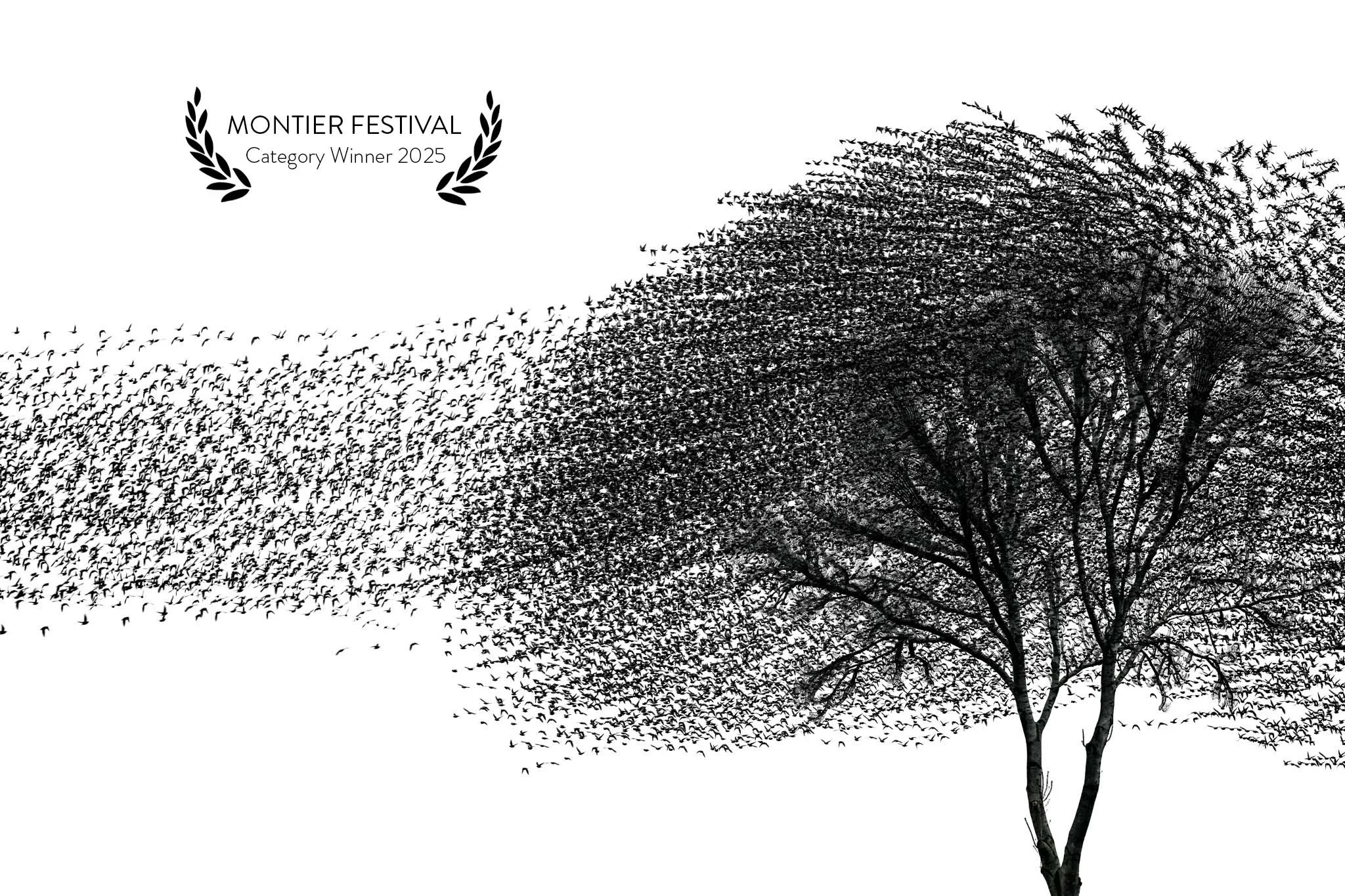 awards - montier-festival-2025.jpg
