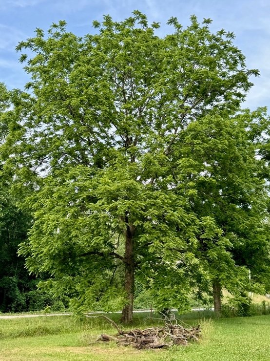 What Seeds Are You Planting? Black Walnuts and Other Beautiful Antagonists