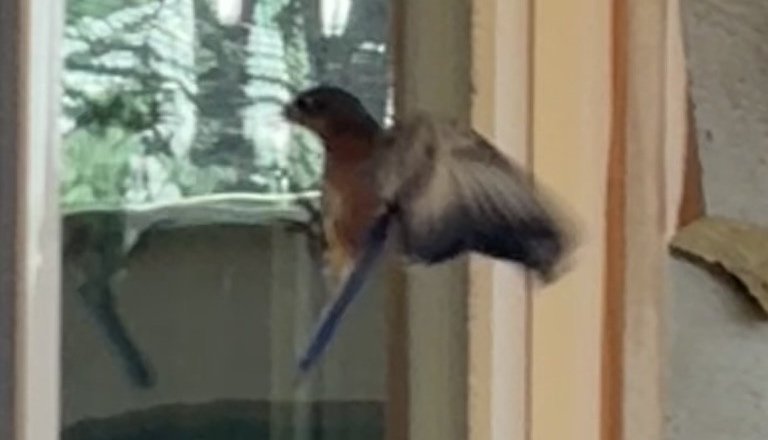 Of Bluebirds, Neural Pathways, and the Stories We Tell Ourselves
