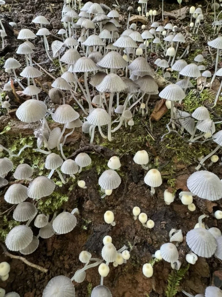The Wisdom in the Undergrowth: Sustaining Antifragility in Real Life