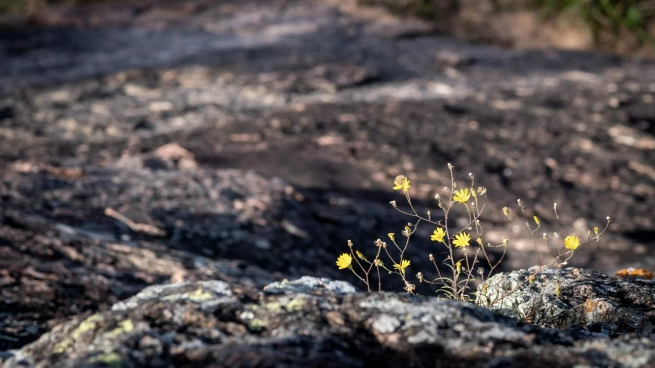 Beyond Burnout: Building Antifragile Leaders from the Inside Out