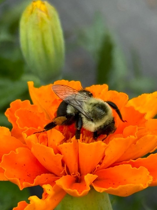 What Seeds Are You Planting? The Care and Feeding of Pollinators