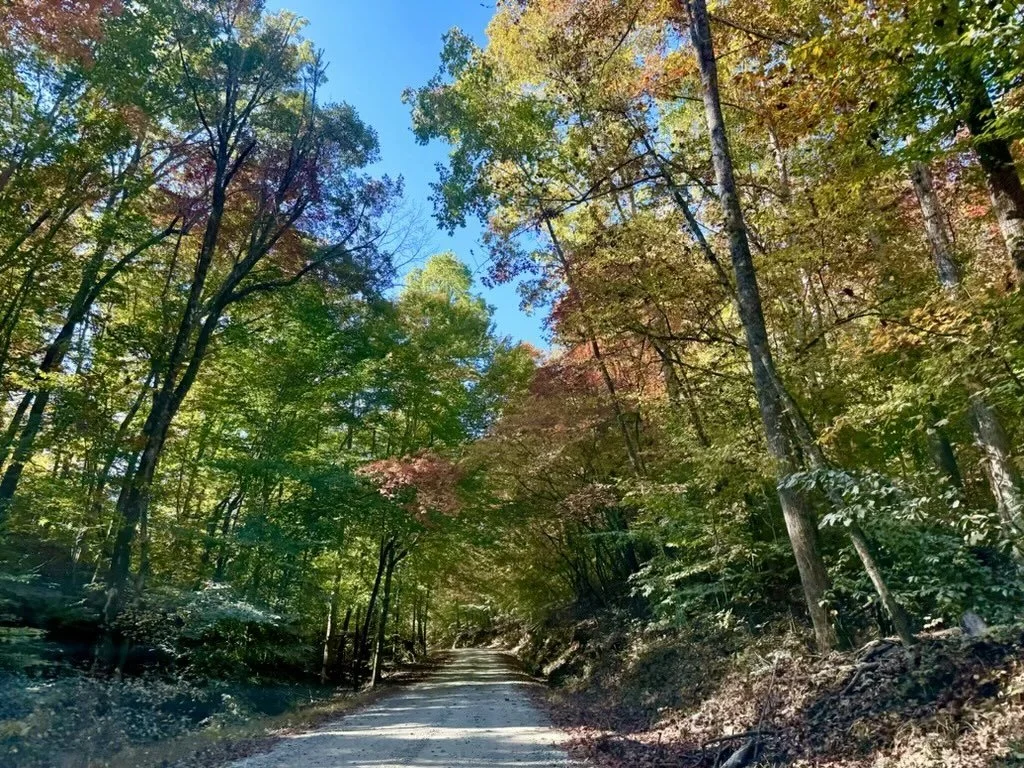 Slow Down to Speed Up | Autumn Reflections for Leadership Teams