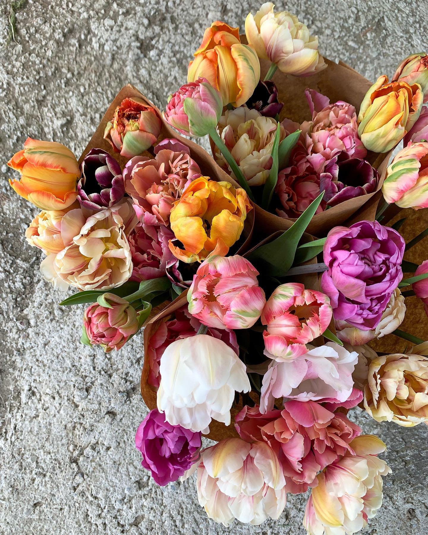 Keeping up with the tulips this year at 36 weeks pregnant is not the easiest task 🥵 But the flower coop is stocked this morning with more beauties for your mid-week pick me up!  Treat yourself or someone you love 💕
.
.
.
#cutflowers #cutflowerfarm 