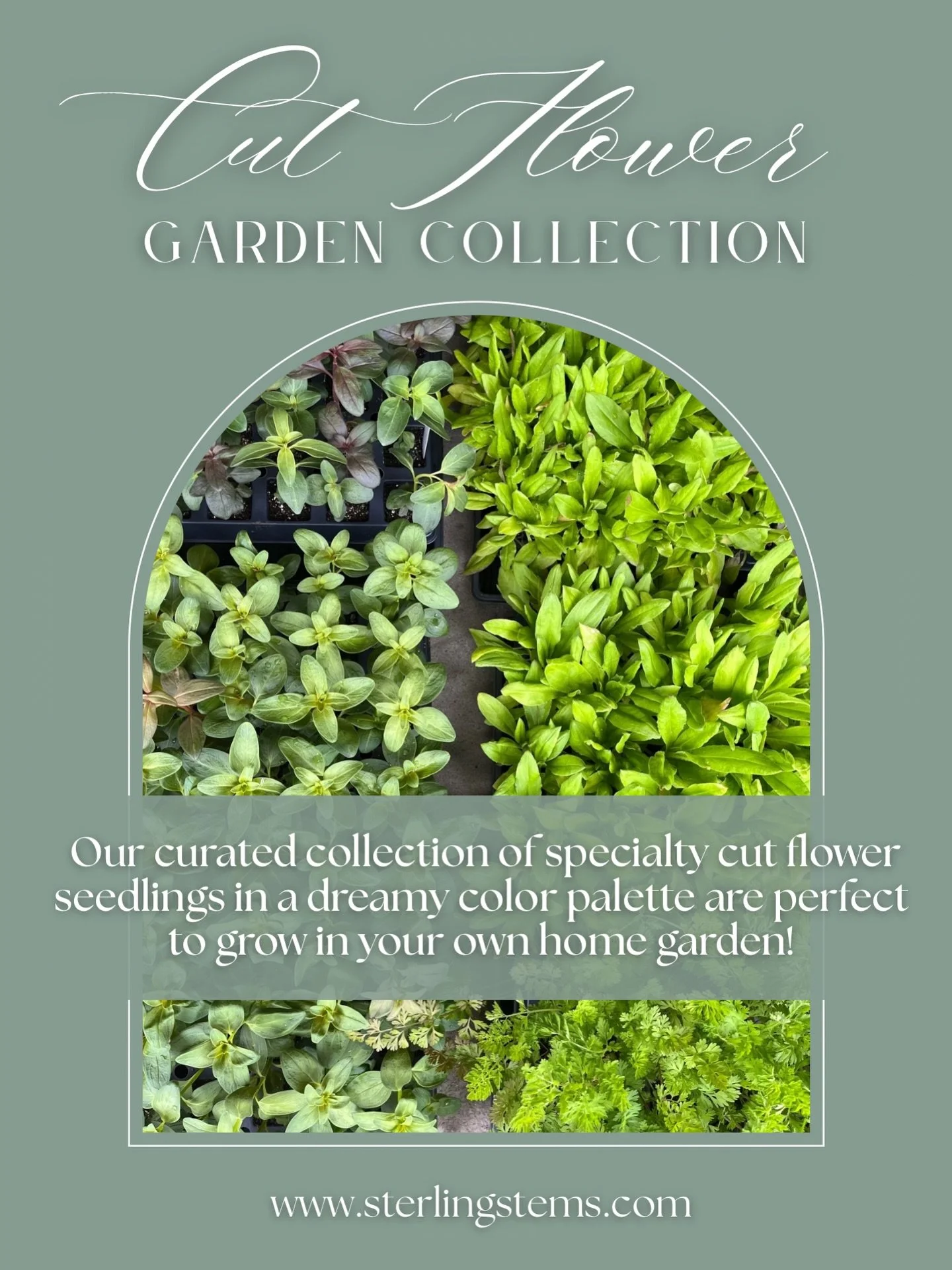 I just wanted to hop on here and share something new we&rsquo;re offering this season that I&rsquo;m really excited about!
&nbsp;
You can now pre-order a 32-cell tray of cut flower seedlings filled with the same flowers we grow here on the farm, all 