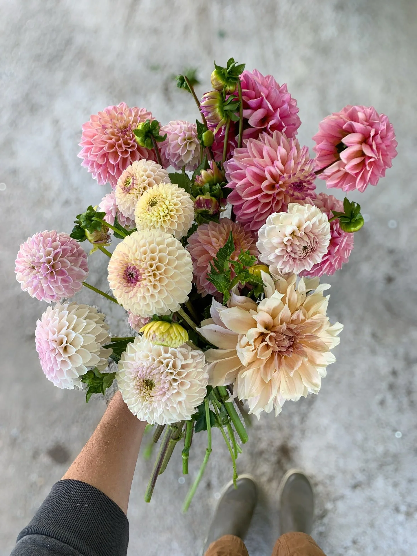 Some blooms to pause your scroll and remind you that spring is almost here! Are you ready for more light, more warmth, and more floral magic??