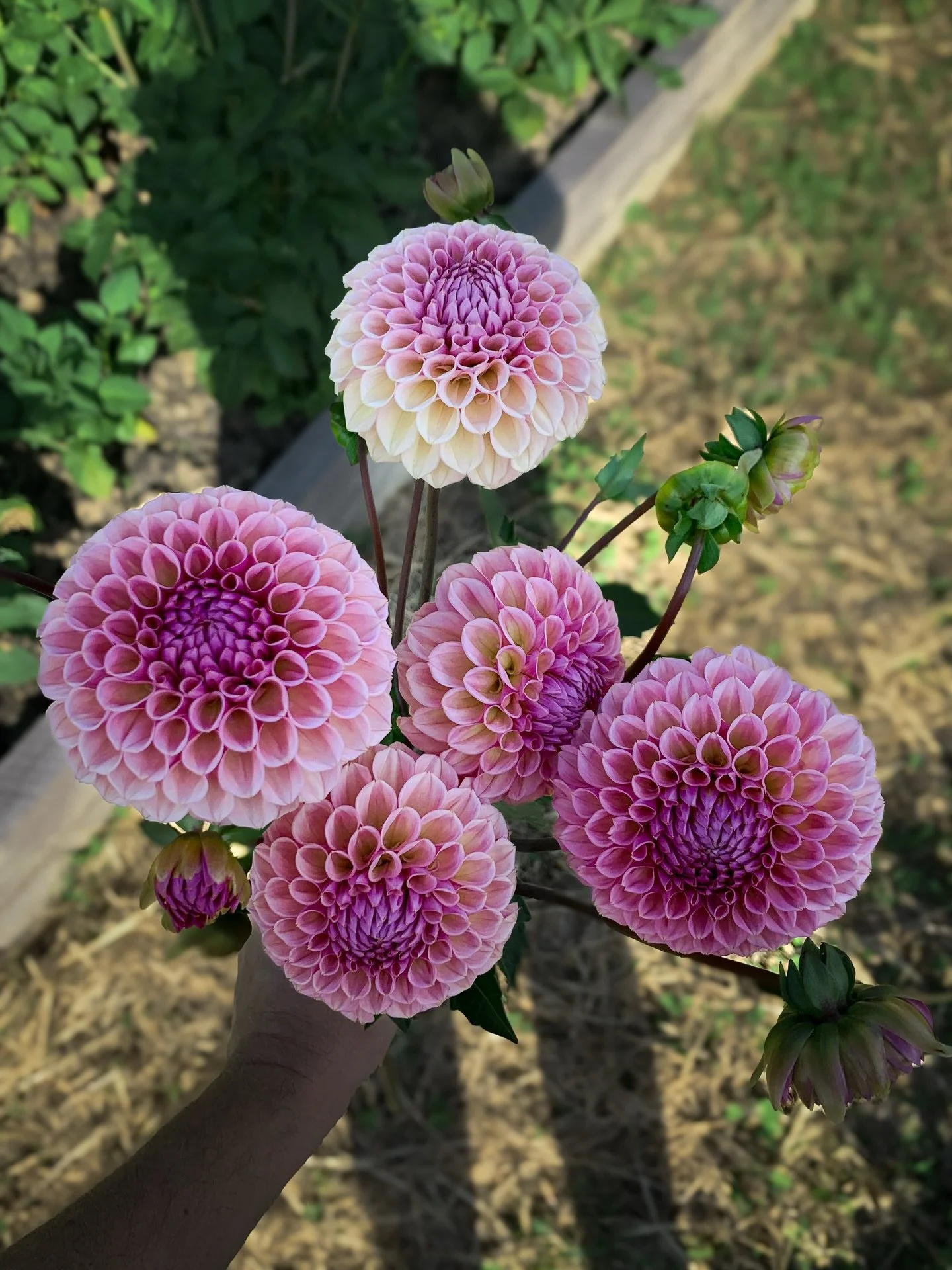 Wishing you all LOVE today and every day! THE ONLY THING MORE POWERFUL THAN HATE IS LOVE 💕