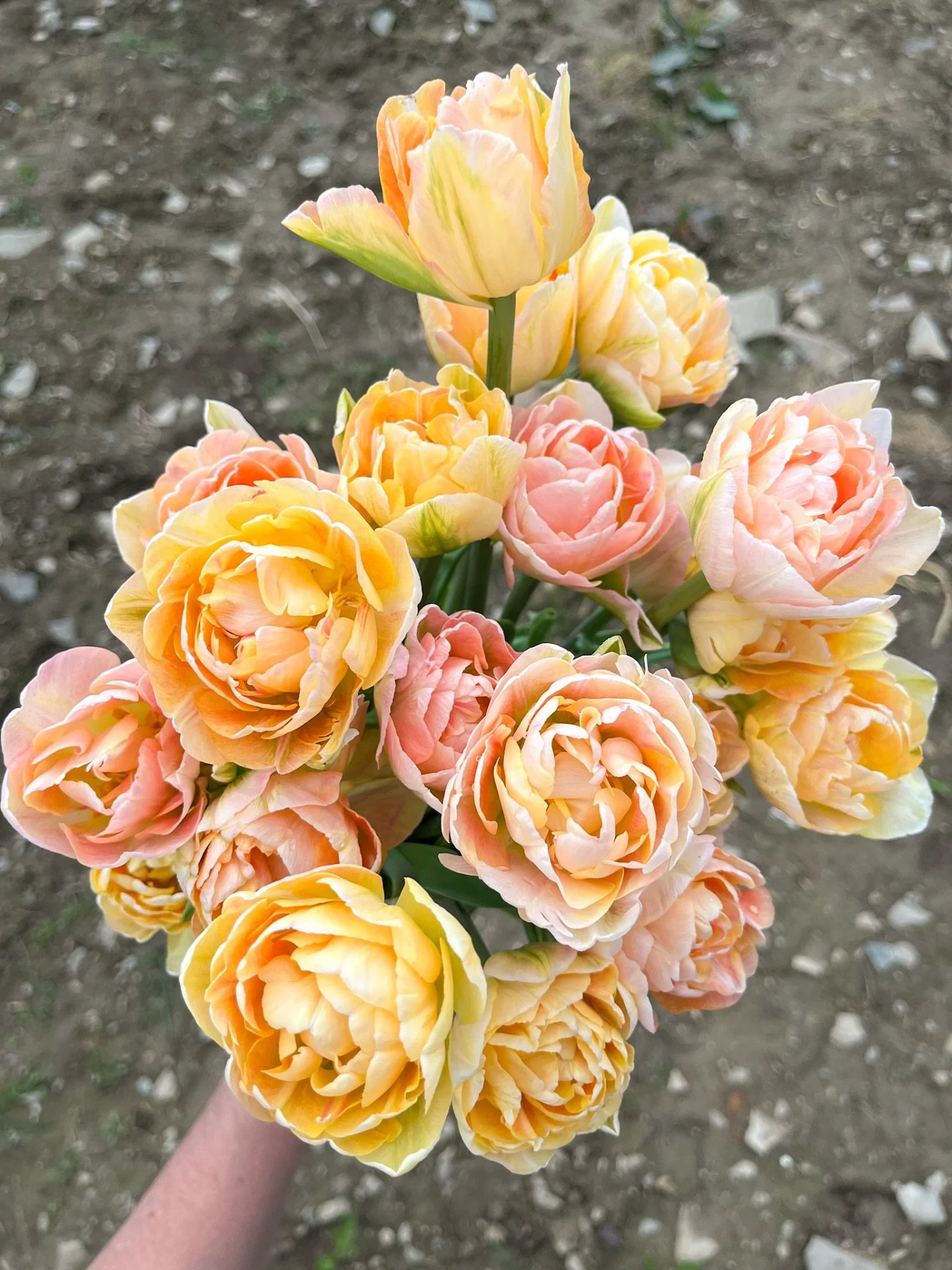 Note to self: plant LOTS more of these beauties this fall&hellip;and book an early May wedding. Sooo incredibly dreamy. These will be in the mixed bouquets this weekend at the Flower Coop/Shed/Cottage! 

Also, I&rsquo;m doing my best to respond promp