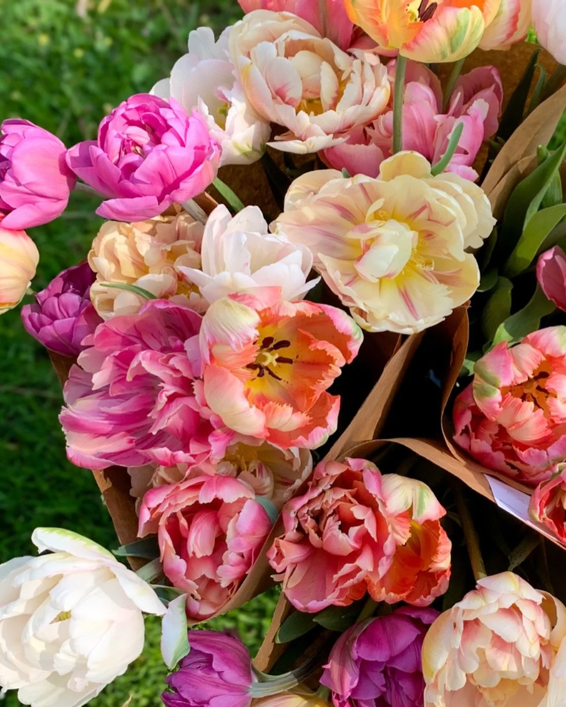 Slowly but surely, the tulips are growing! And I  think I actually saw the sun this morning, woohoo! ☀️