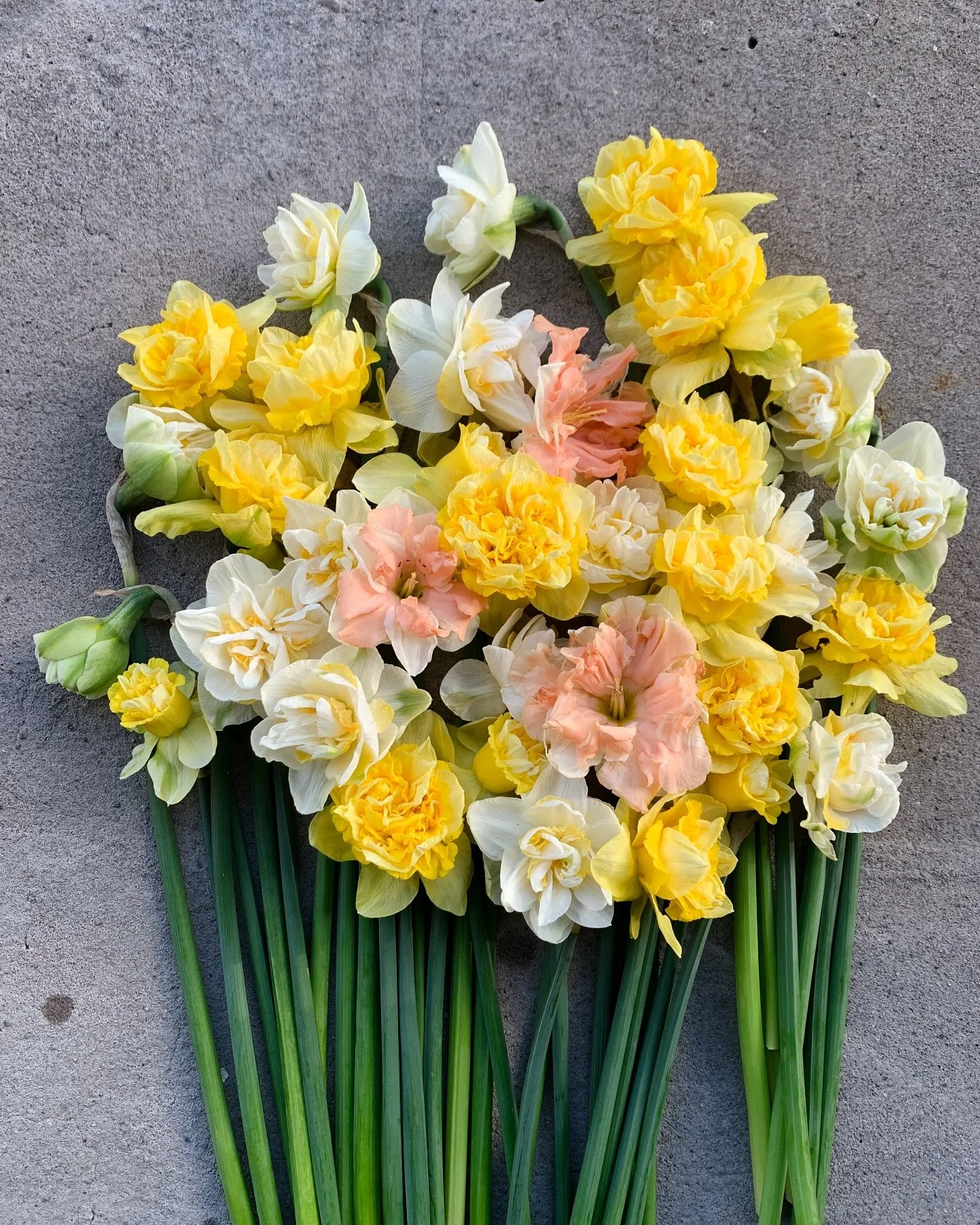 The temps are rising (and dropping and rising on repeat 🤪), the birds are chirping, the days are getting longer, and the daffodils are popping up out of the ground&hellip;the telltale signs of spring and I&rsquo;m ready for it!