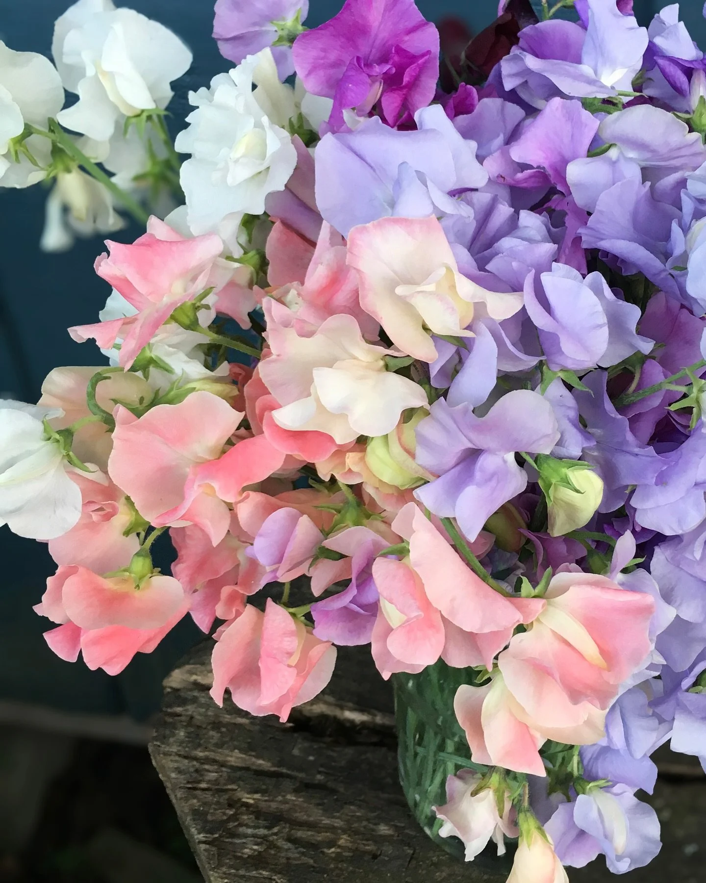 Oh, sweet peas! I have not grown sweet peas in six years (WHY??) but I got my hands on some reallly super sweet and beautiful varieties for this upcoming season and I&rsquo;m so excited to see them all bloom! And of course sniff them all&hellip;iykyk