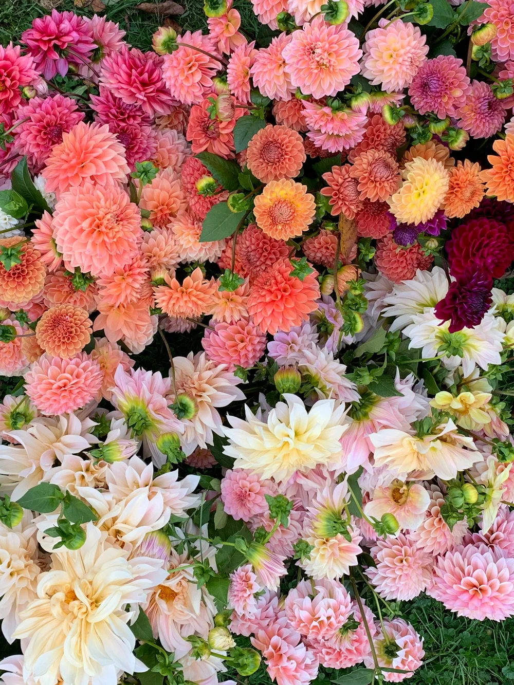 The Flower Coop — Sterling Stems Flower Farm